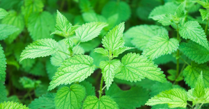 Stinging Nettle - Ingredient Spotlight