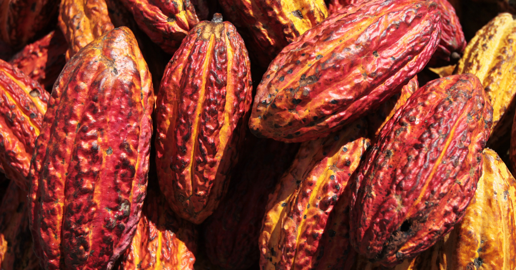 Cacao - Ingredient Spotlight